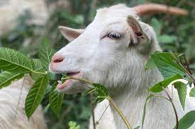 Goatscaping