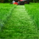 cutting-long-grass-without-killing-it